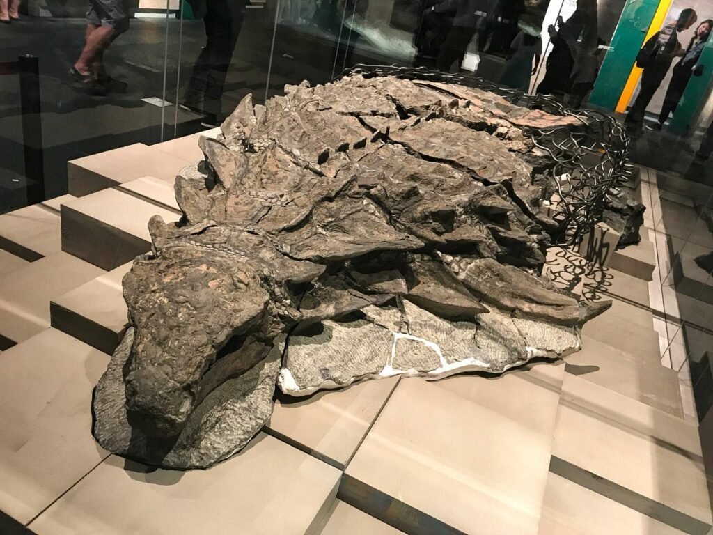 dinozaur — Imagine 2 Borealopelta the Suncor Nodosaur 1024x768 1