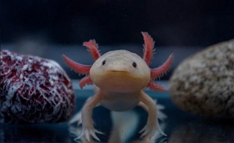 axolotl