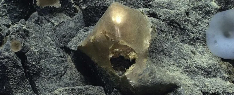 glob auriu