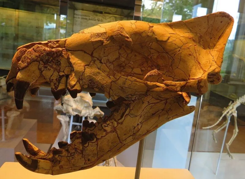 Hyaenodonta