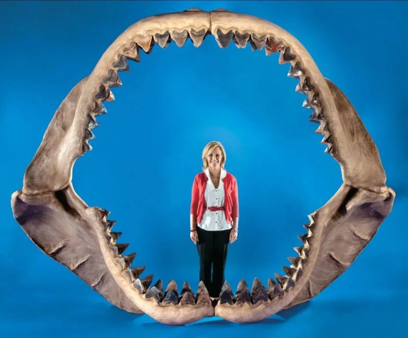 megalodoni