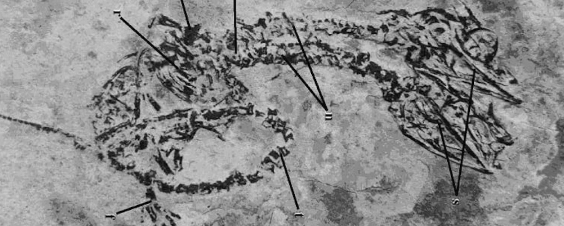 O reptilă cu două capete din Era Dinozaurilor: Fosila unică ce dezvăluie o malformație veche de 120 de milioane de ani