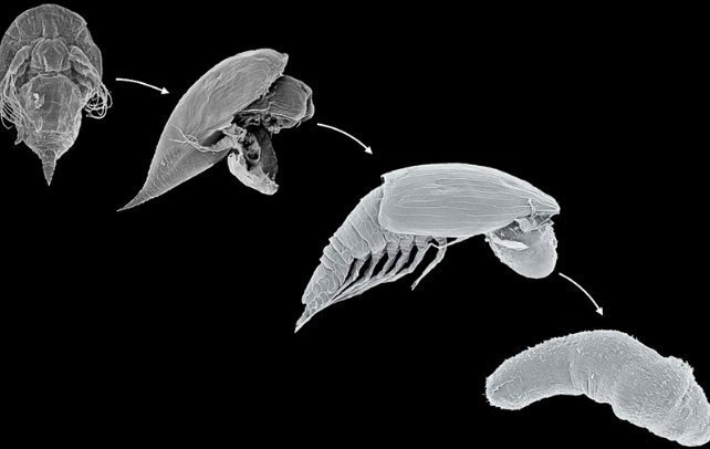 Misterul „Bebelușilor Xenomorfi” din Ocean: Oamenii de știință dezleagă enigma unor larve cu iz de Alien