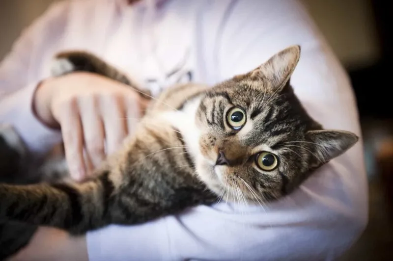 toxoplasmoza parazit pisici