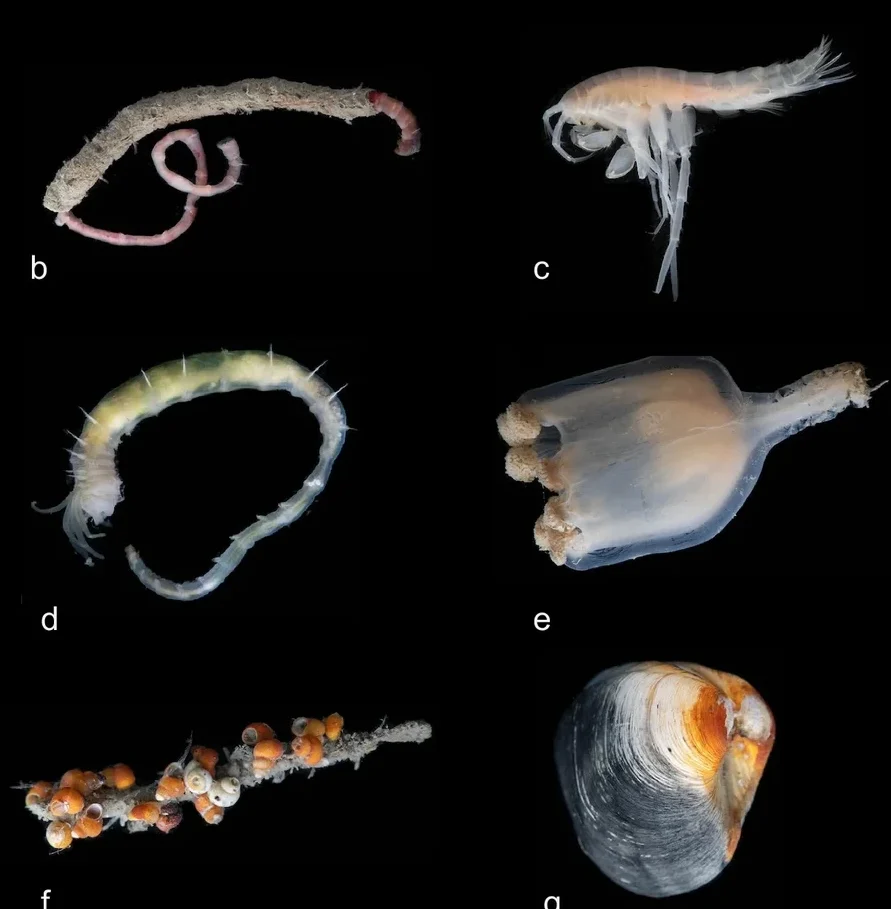 „Extratereștrii” de pe Pământ: O lume secretă, plină de viață, a fost descoperită la 3.000 de metri sub Oceanul Arctic