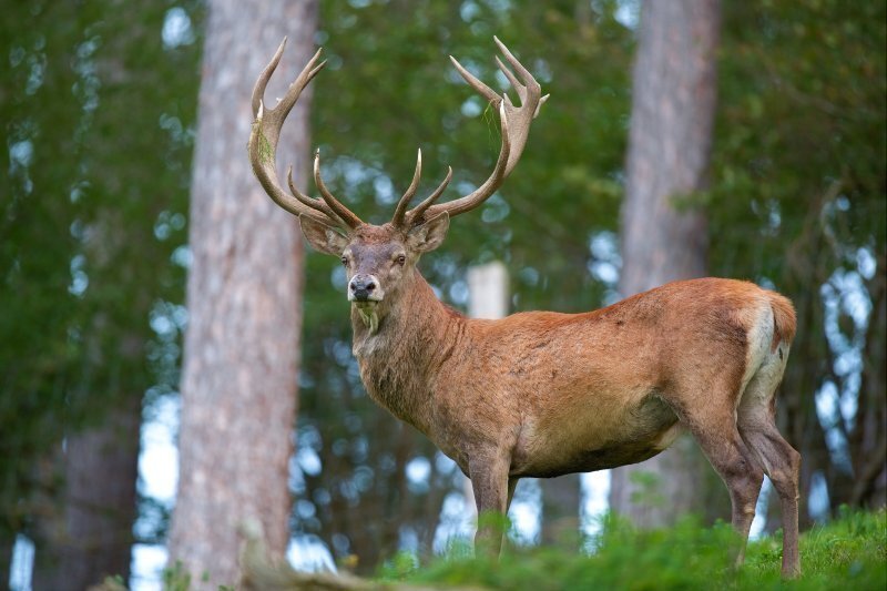 Cervus elaphus Luc Viatour 6