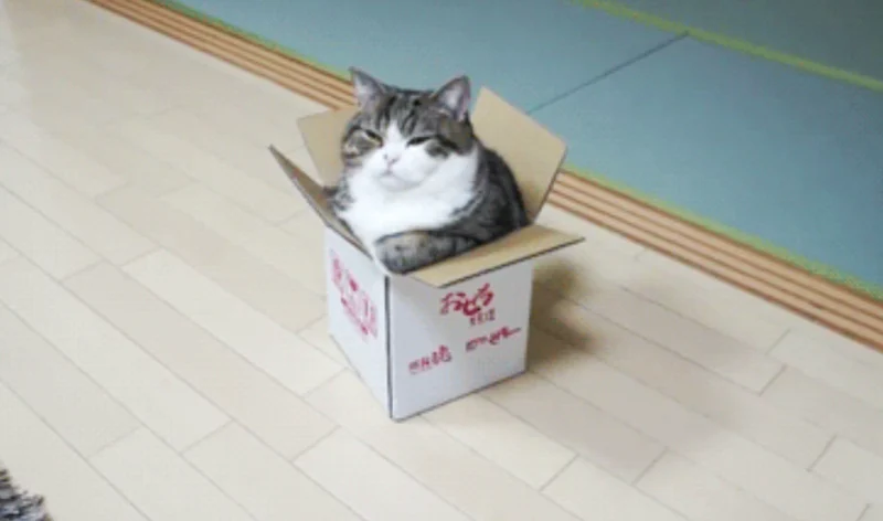 pisica cutie carton