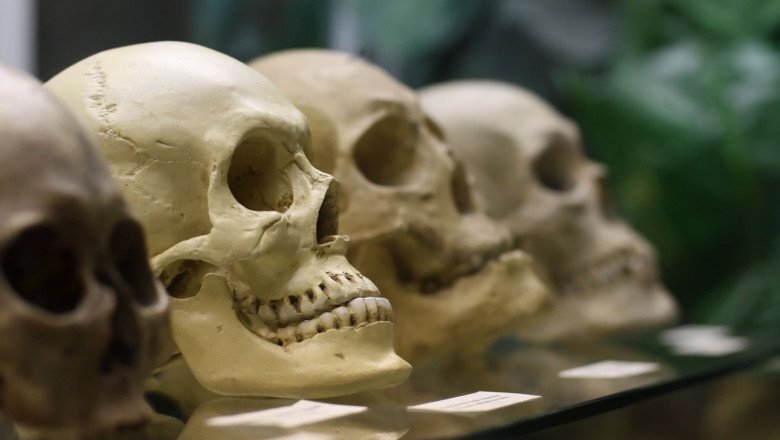 Craniu