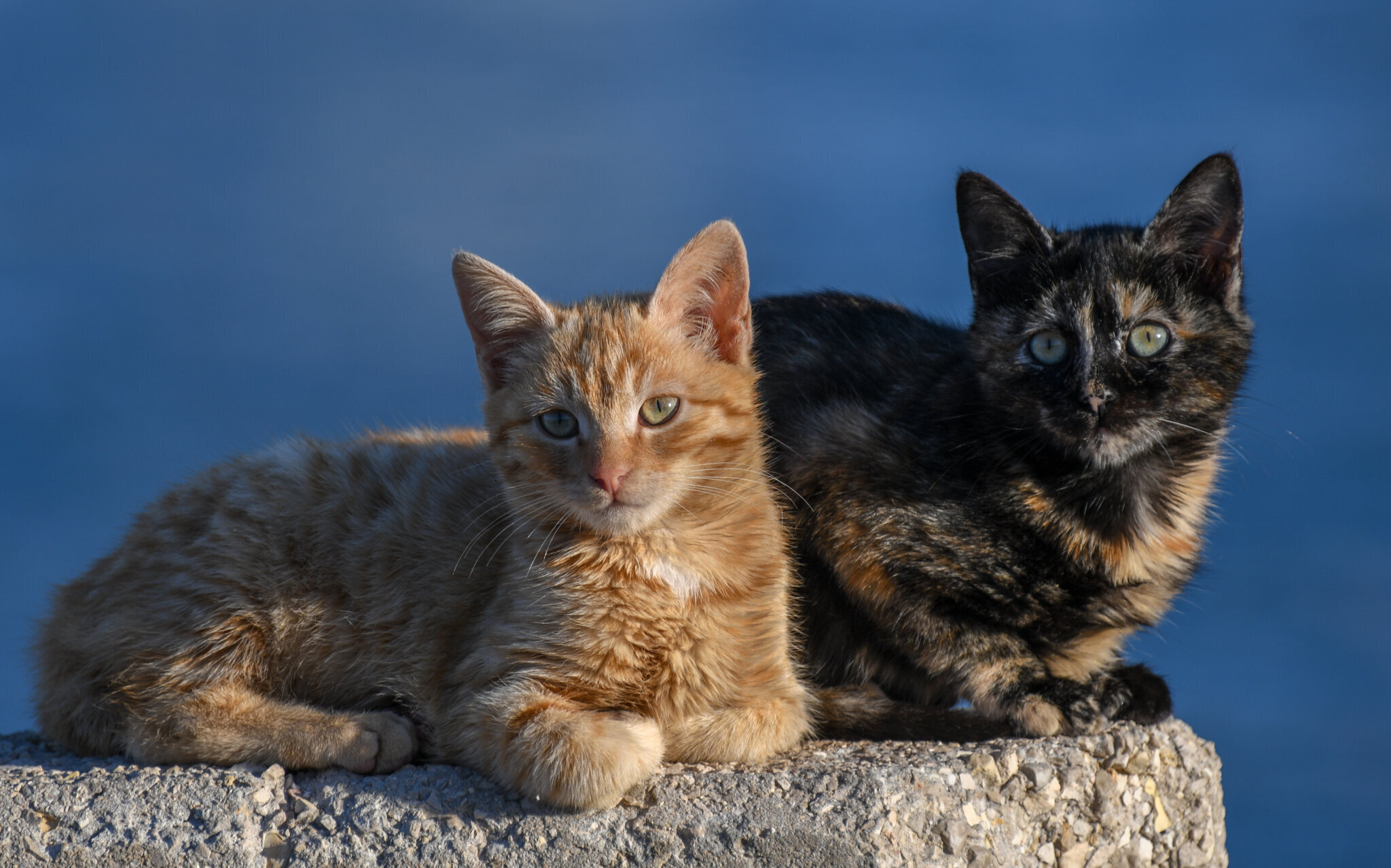 cancer pisici