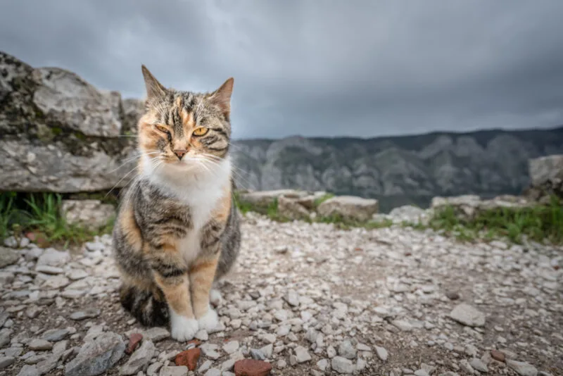 Cute cat from kotor 03 17 09 00 33 utc
