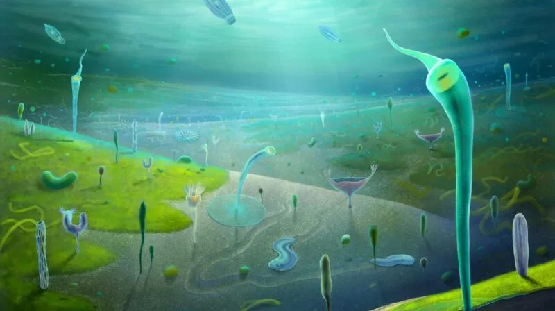 fosile animale Ediacaran Jiangchuan