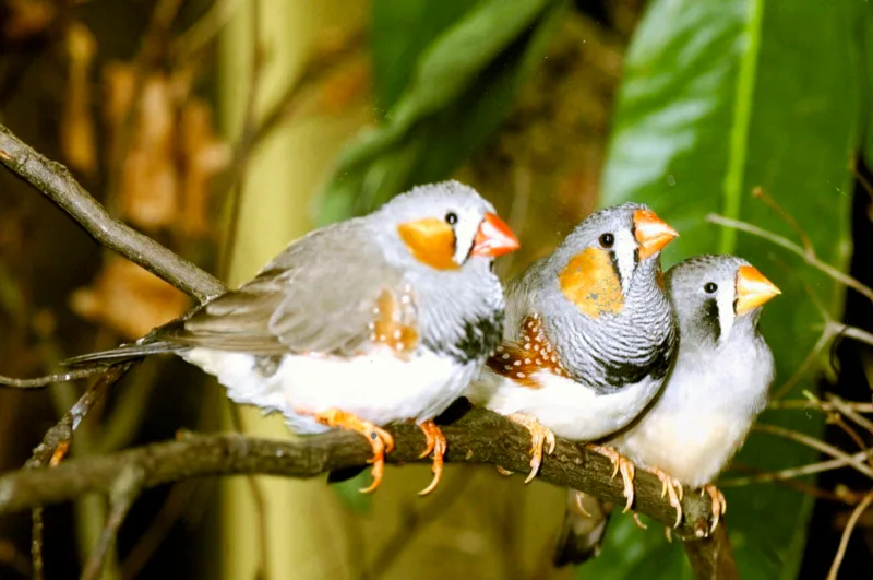 Zebra finch group