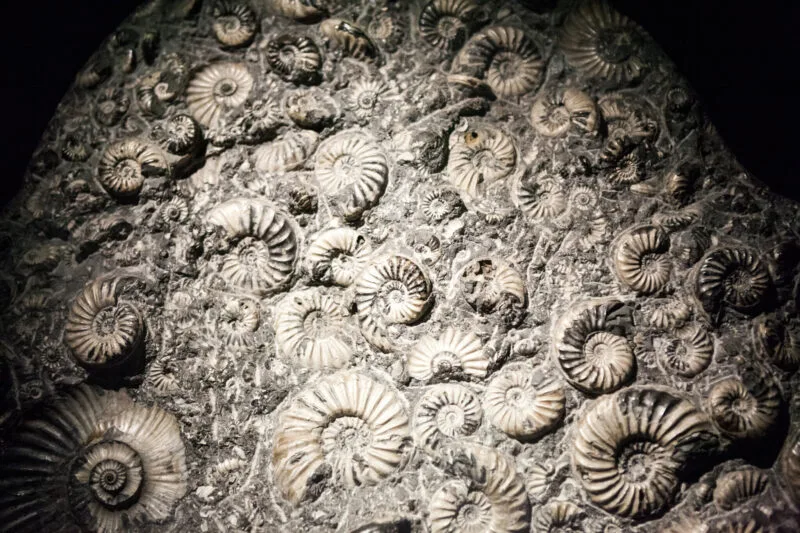 Fossilized ammonites embedded in stone ancient se 03 26 00 14 34 utc