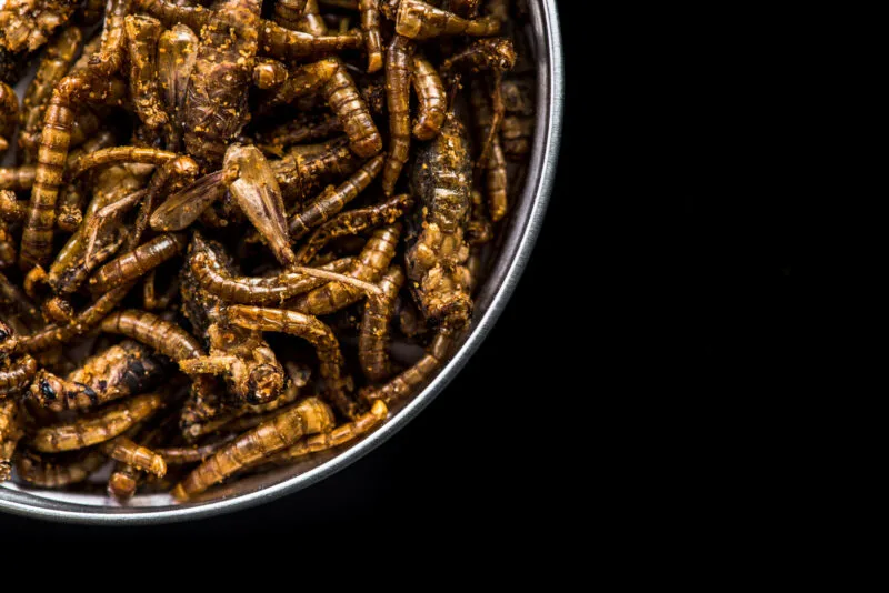 Mancare insecte 2