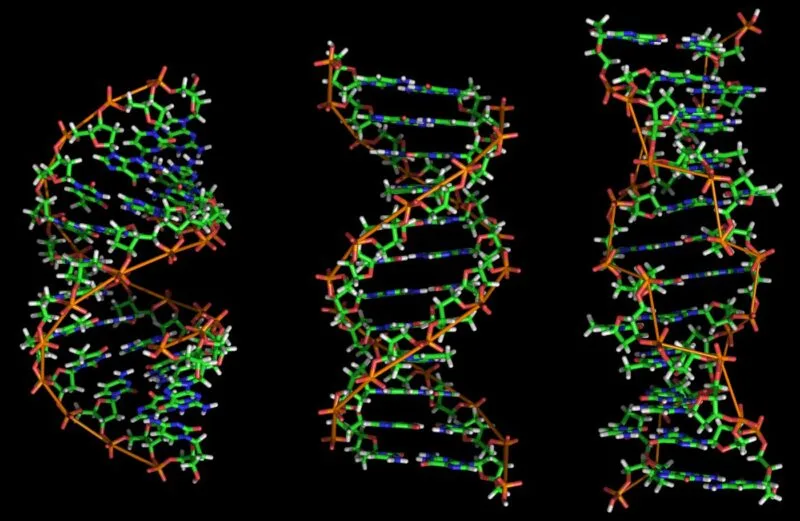 Ilustratie a structurii ADN in formele A, B si Z