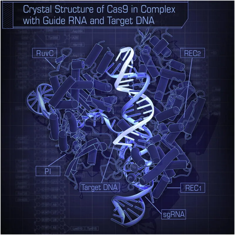Structura tridimensionala a unei enzime CRISPR-Cas in complex cu molecula de ARN ghid si ADN-ul tinta