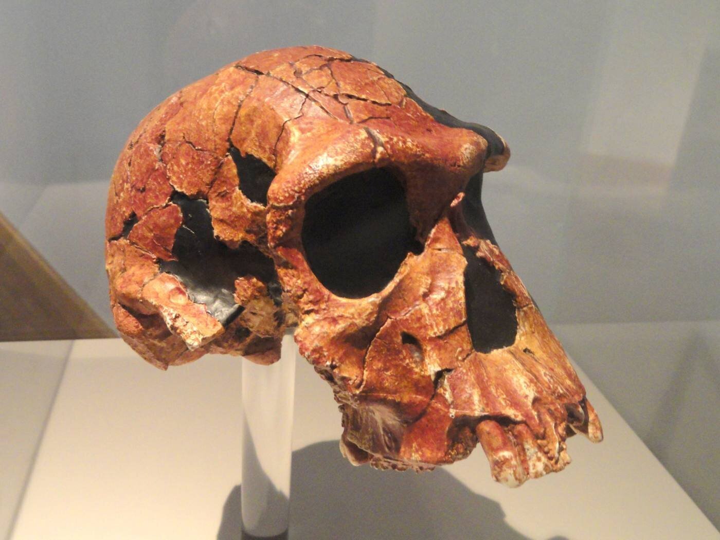 Craniu fosil de Homo habilis, ilustrand stramosii disparuti ai omului si evolutia umana