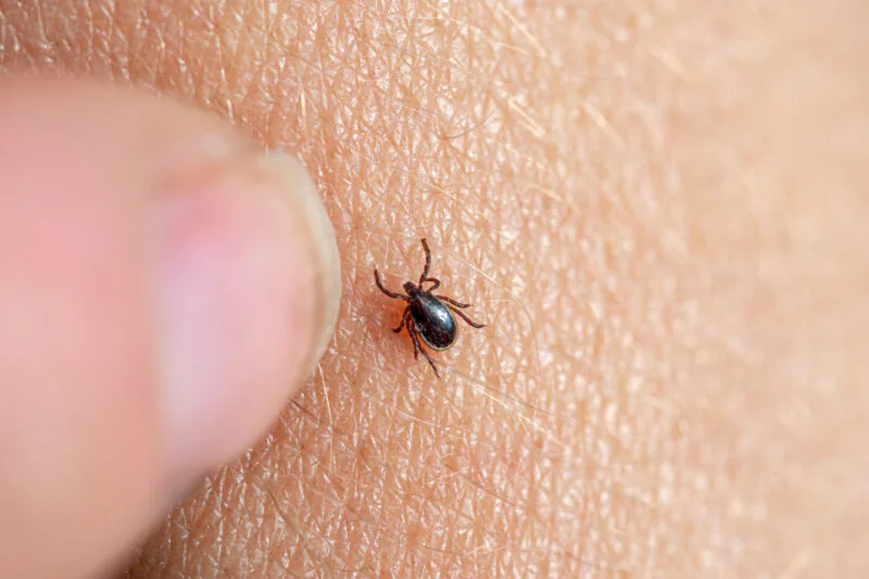 Lyme