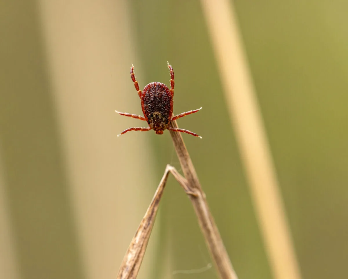 Macro image of a tick on a plant 03 20 02 26 41 utc