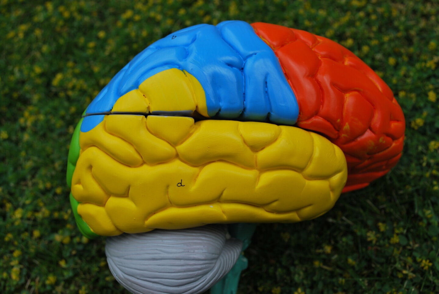 Model anatomic al creierului uman
