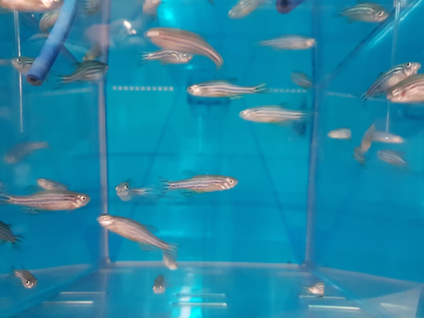 Pești zebrafish într-un acvariu de laborator, specie folosită pentru a studia originea evolutivă a ochilor vertebratelor