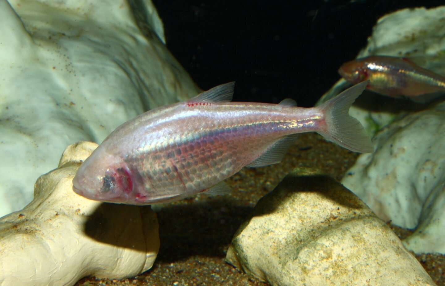 Astyanax mexicanus, pește orb de peșteră folosit ca model în studiile despre pierderea vederii
