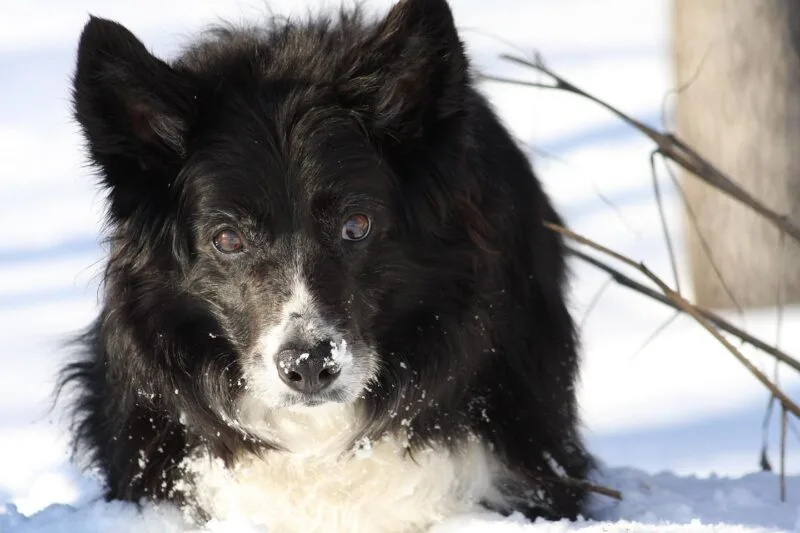 Câine border collie privind atent spre cameră