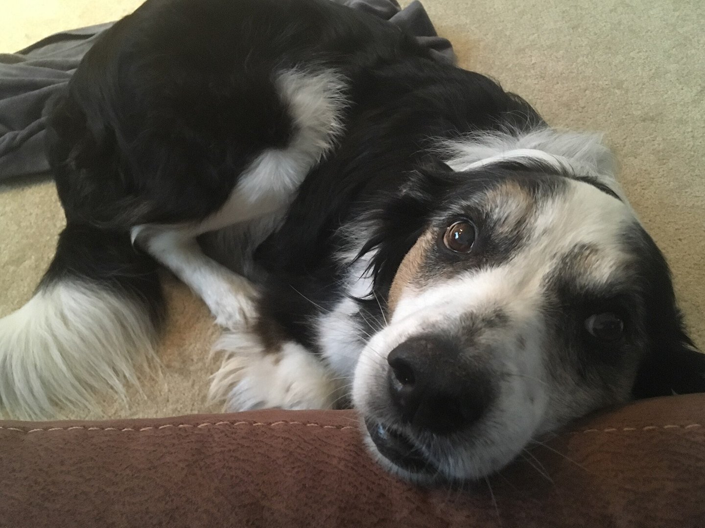 Border collie atent la stăpân, rasa pe care s-a studiat creierul câinilor