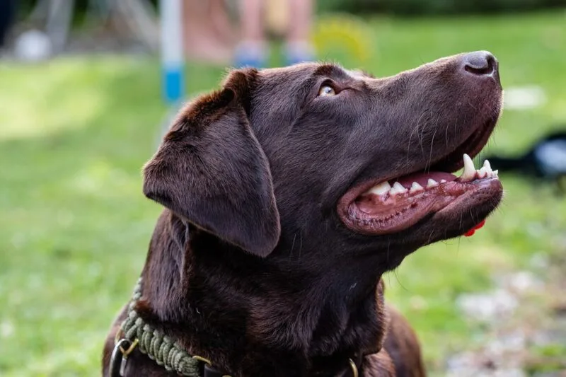 Portret în prim-plan al unui câine Labrador Retriever