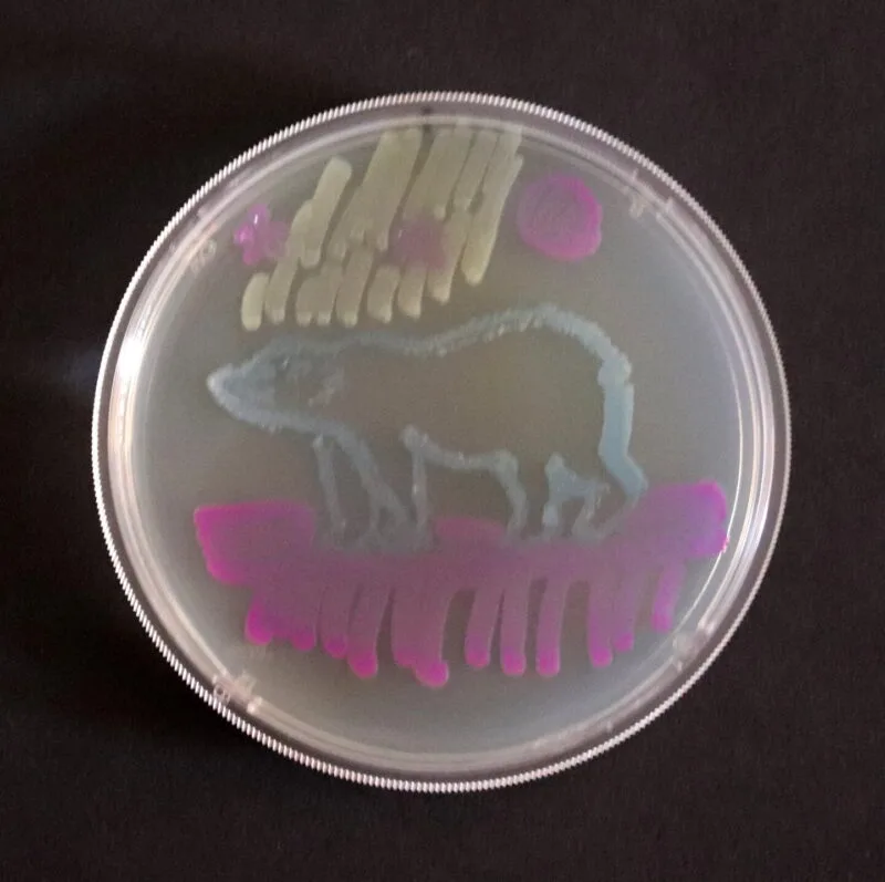 Colonii de bacterii Escherichia coli crescute pe mediu de agar într-o placă Petri
