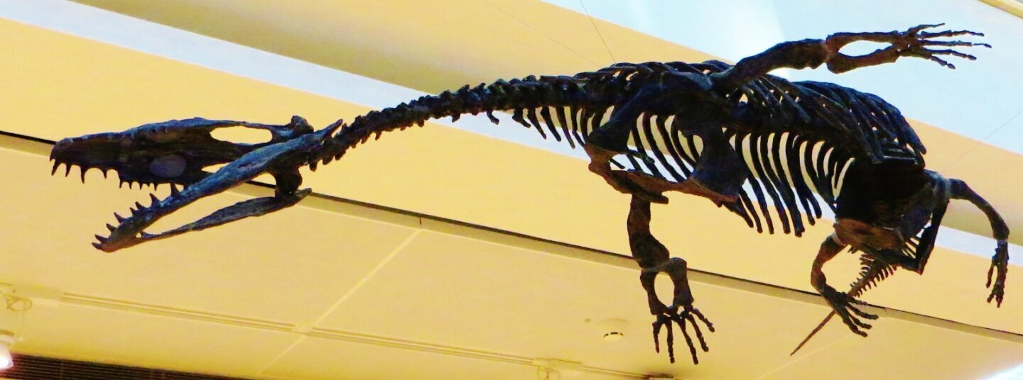 Fosilă de reptilă marină din Triasic, Nothosaurus