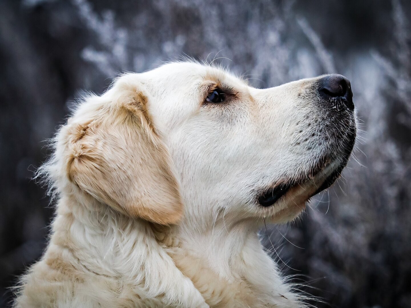 Portret de câine Golden Retriever, ilustrând studiul despre biomarkeri ai îmbătrânirii