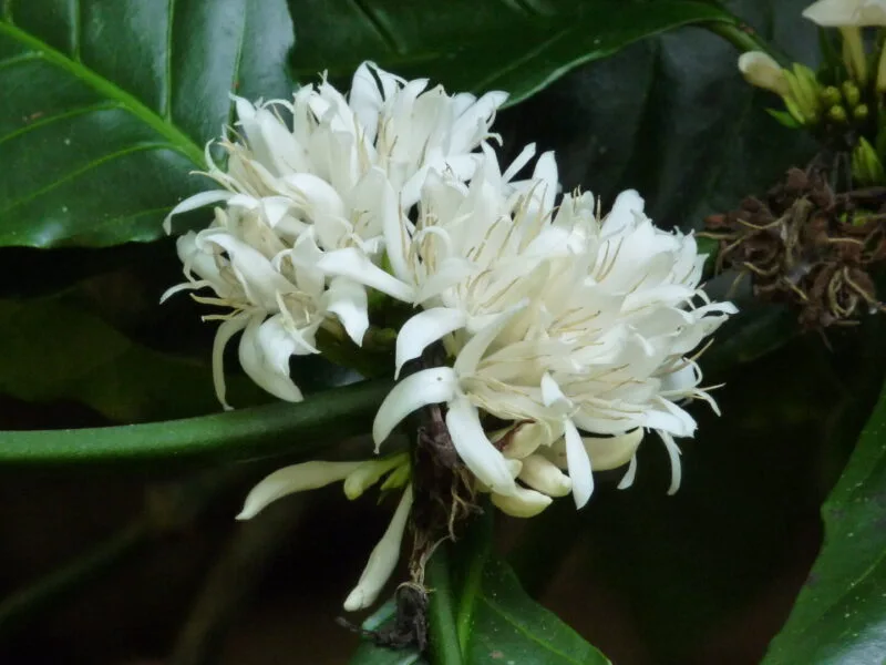 Ramură de arbust de cafea cu fructe roşii şi verzi, într-o plantaţie tropicală
