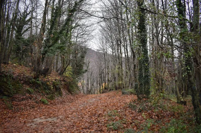 Potecă de pădure acoperită cu frunze, cadrul ideal pentru ritualuri de toamnă