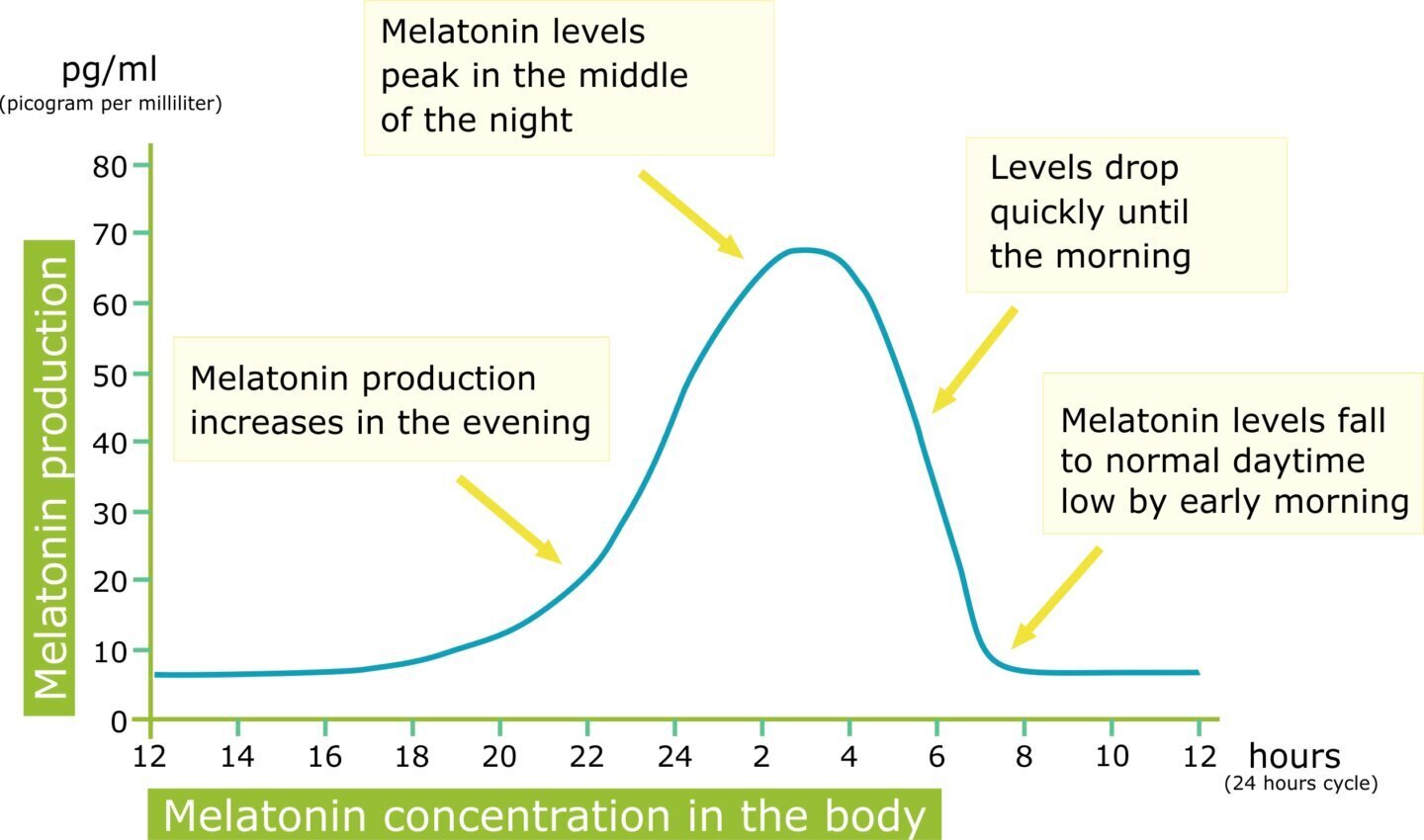 Grafic al producției de melatonină în 24 de ore, reper pentru jet lag metabolic