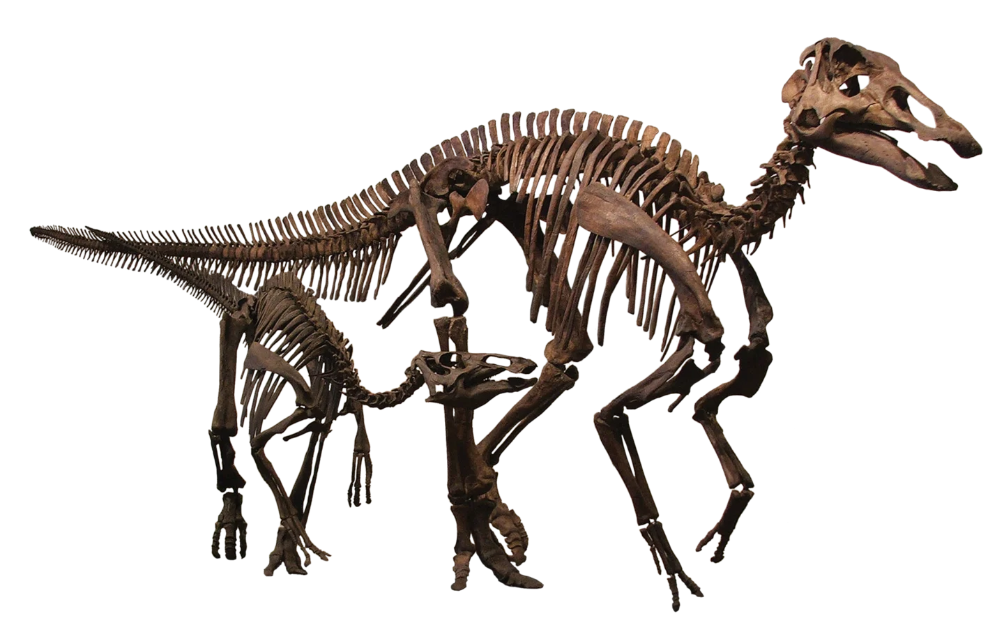 Reconstituire a unei familii de Edmontosaurus, specia în care s-a identificat colagen de dinozaur