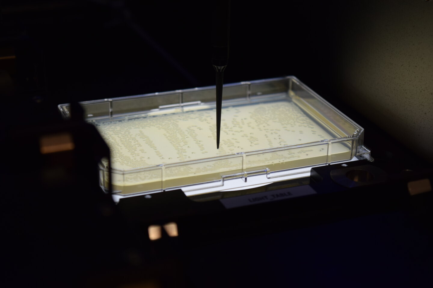 Robot de laborator care manipulează colonii bacteriene folosite ca bacterii tranzistoare