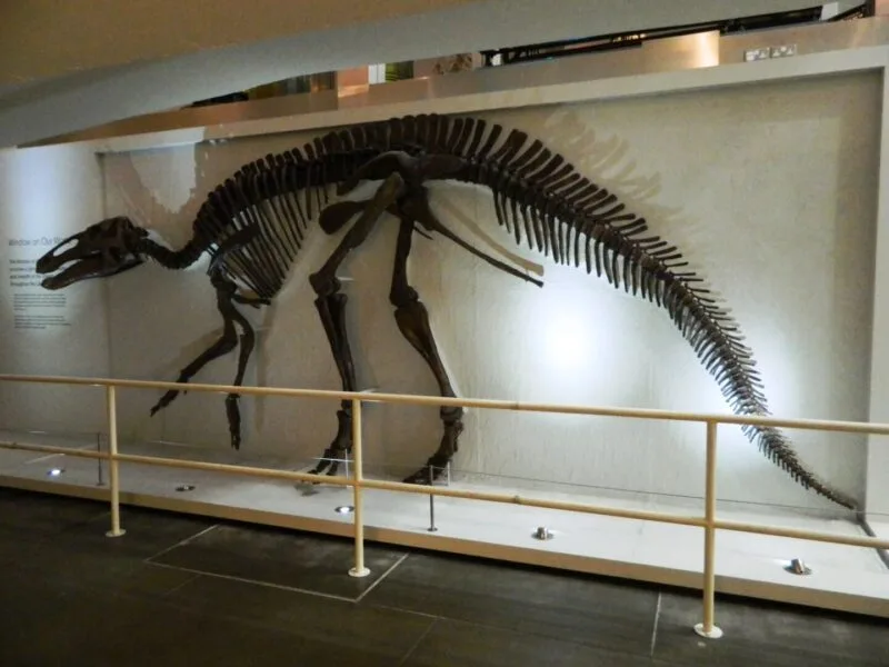 Schelet montat de Edmontosaurus annectens într-un muzeu