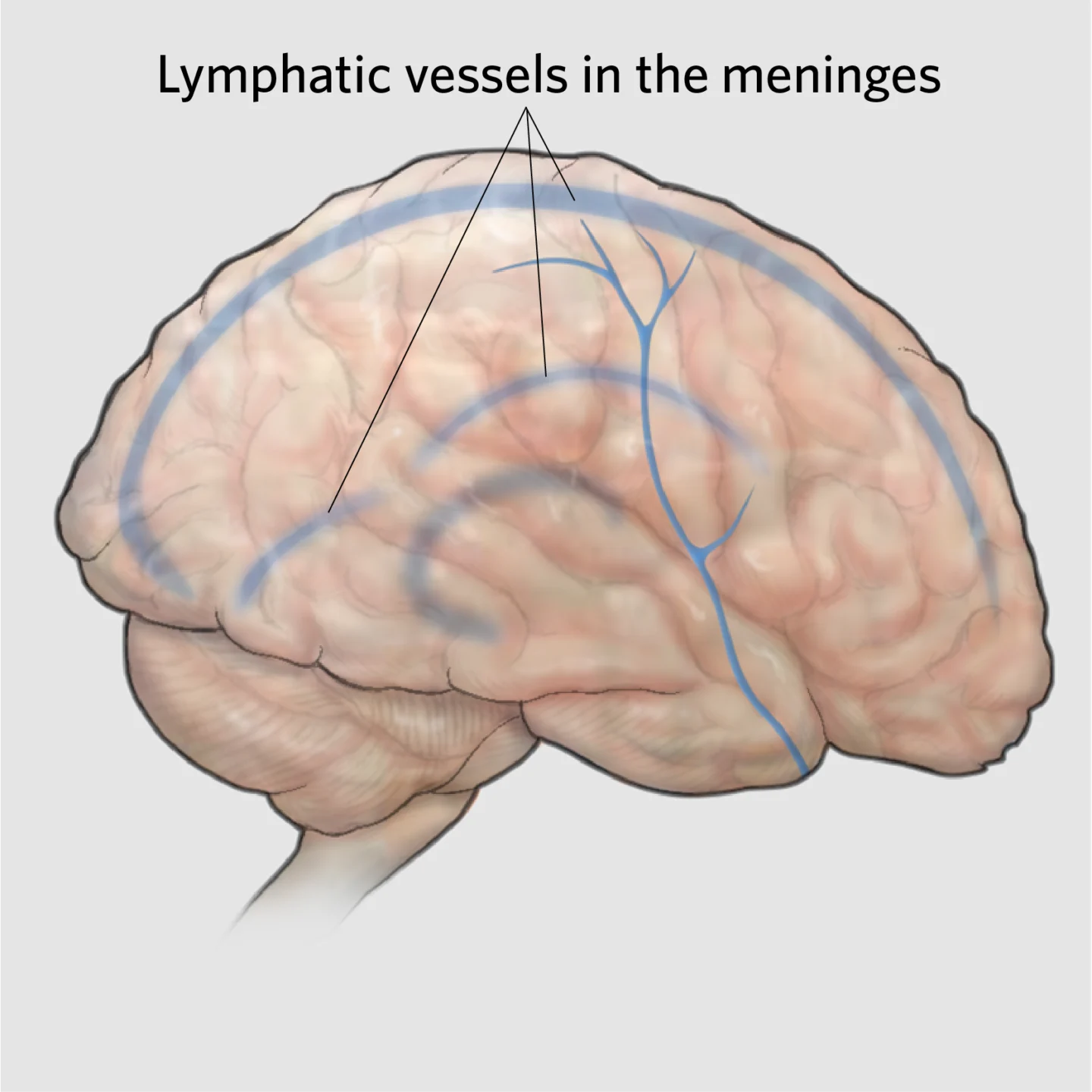 Ilustrație a sistemului glimfatic, veriga biologică dintre somn și Alzheimer