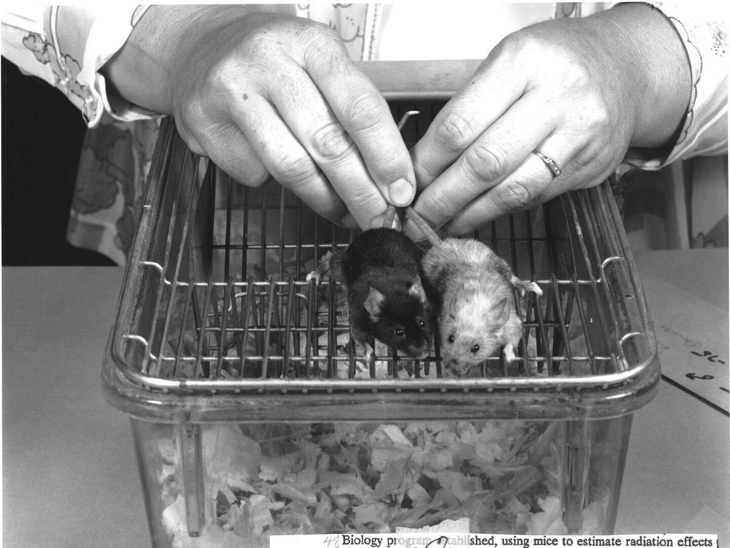 Șoareci de laborator folosiți în studiul despre proteina OPA1 și preferința pentru grăsimi