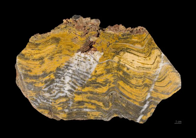 Stromatolit paleoarhaic, urmă fosilă a unei vieți de 3,5 miliarde de ani