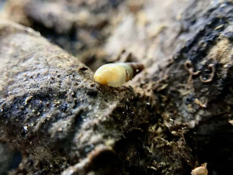 Termite adulte și larve într-o galerie săpată în interiorul lemnului