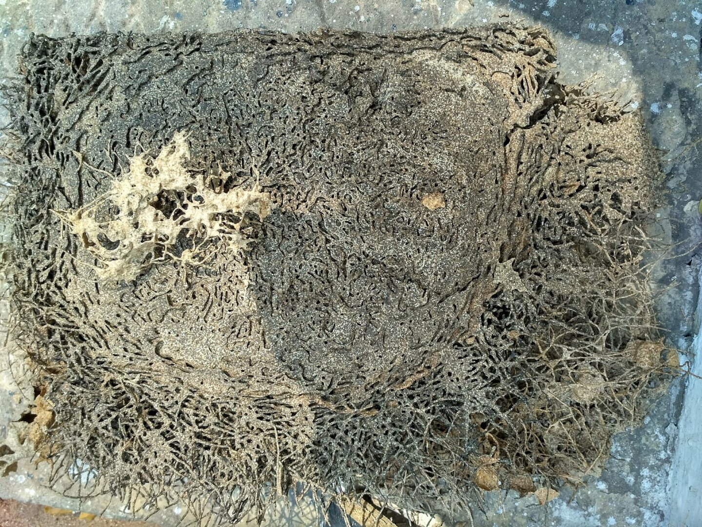 Bloc de lemn cu galerii produse de termite de lemn uscat