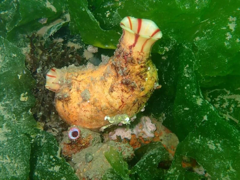 Ascidie Microcosmus sabatieri, animalul marin cunoscut ca ascidie sau sea squirt
