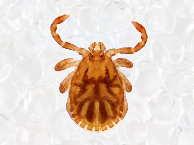 Căpușă din specia Haemaphysalis longicornis fotografiată în prim-plan pe o frunză