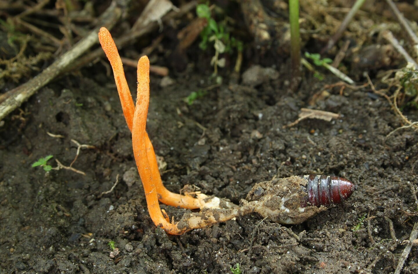 Corpuri fructifere portocalii de Cordyceps militaris, specia din care se obține o țesătură vie