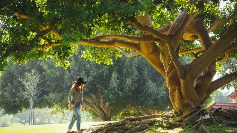 Femeie cu pălărie care merge pe iarbă, pe lângă un copac mare cu ramuri întinse, într-un parc însorit