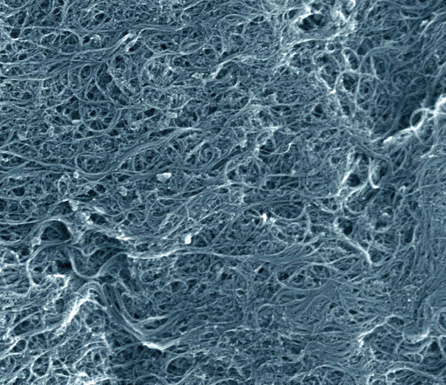 Imagine de microscop cu o rețea densă de nanotuburi de carbon