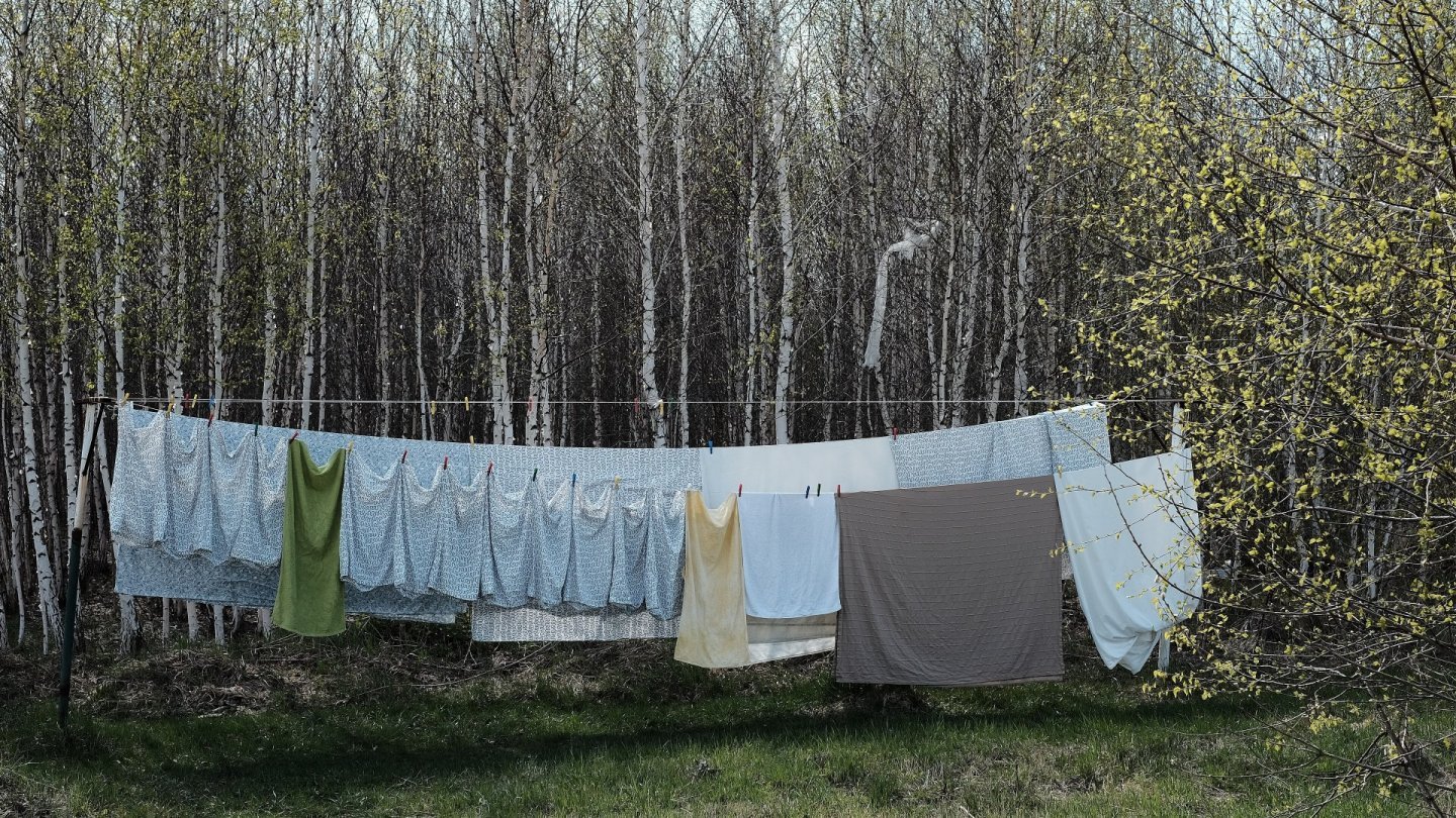 lenjeria de pat Cearșafuri și prosoape întinse pe o sârmă, într-o curte, pe fundalul unei păduri de mesteceni