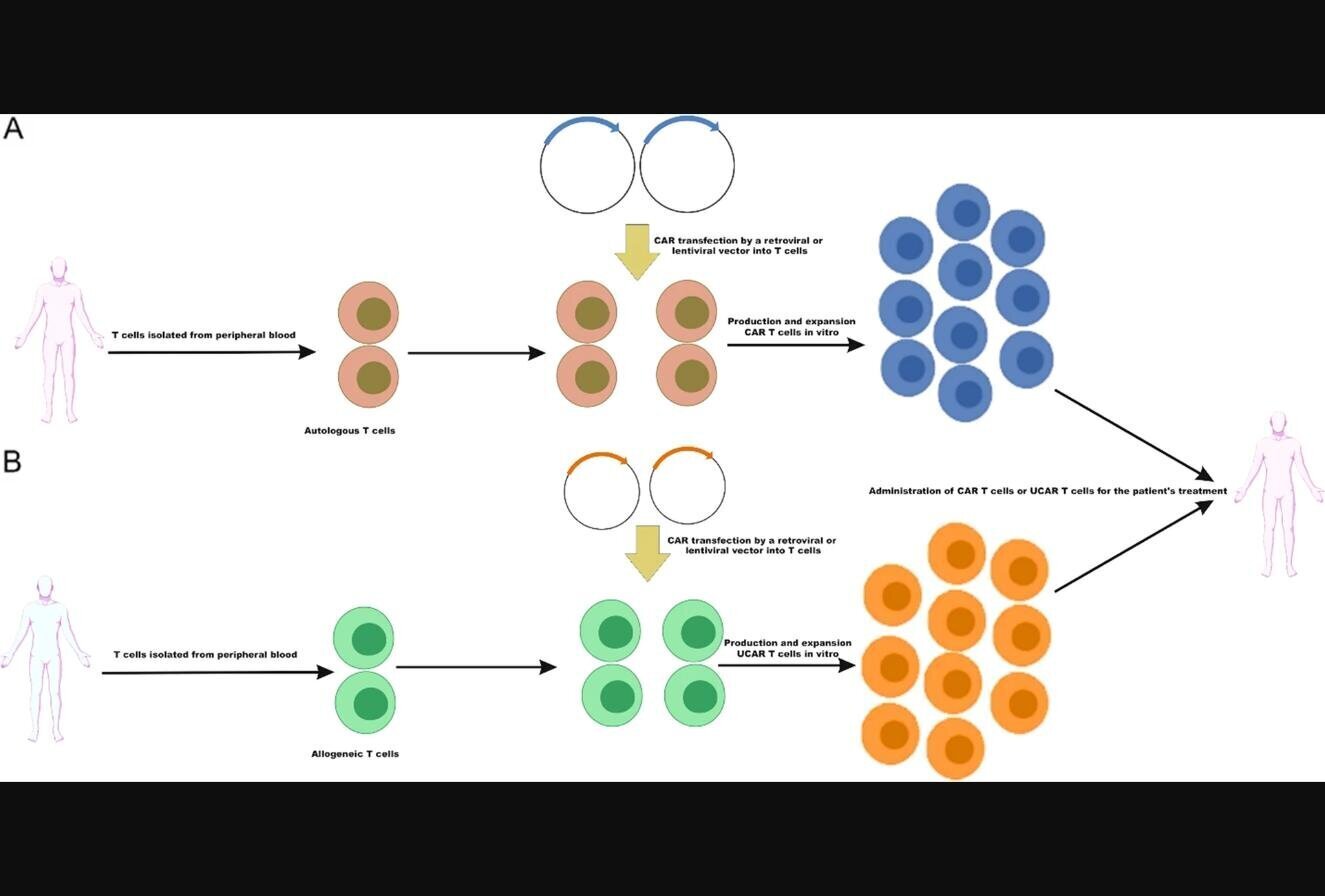 Schemă cu recoltarea limfocitelor T, modificarea genetică, multiplicarea în laborator și reinfuzia la pacient